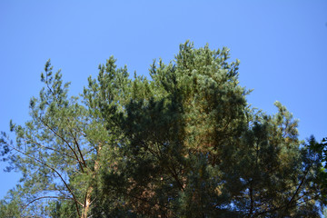 Pine branches on the background of clear blue sky.