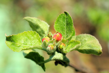 apple with leaves and drops of dew