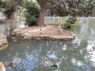 Skrzydlaci  przyjaciele. Villa Borghese. Roma © Jola i Darek 