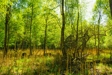 Fototapeta na wymiar The landscape of a swampy forest with a dead tree in spring in Ukraine.