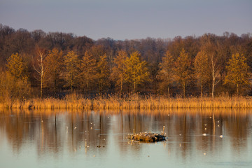 Möwen, Großer Stauteich, Rieselfelder, Münster, Münsterland, Nordrhein-Westfalen, Deutschland, Europa