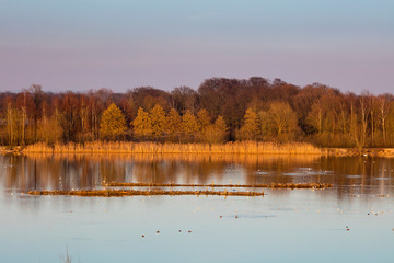 Möwen, Großer Stauteich, Rieselfelder, Münster, Münsterland, Nordrhein-Westfalen, Deutschland, Europa