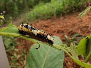 caterpillar on leaf
