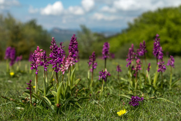 orchis mascula , orchidée sauvage dans la prairie en Drôme Provençale
