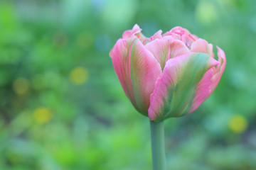 red Tulip