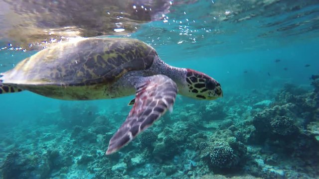 eine Schildkr&ouml;te holt an der Wasseroberfl&auml;che Luft