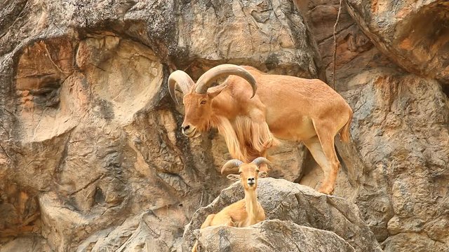 Barbary sheeps  sitting and standing on the rock, Chiangmai Thailand