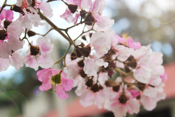flowers of tree
