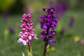 Orchis mascula , orchidée sauvage dans la prairie en Drôme Provençale