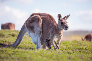 Naklejka na ściany i meble australian kangaroo
