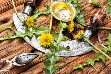 Dandelion plant on table