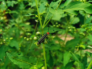 dragonfly on blade of grass