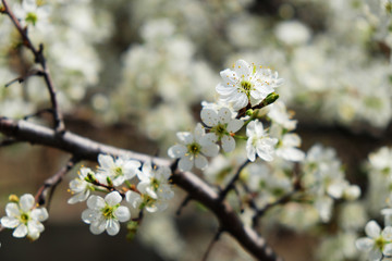 Spring flowers blooming in the garden with the other flowers bokeh background