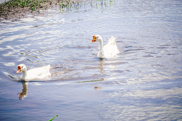 white geese swimming on a natural lake
