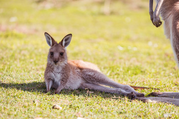 kangaroo in grass