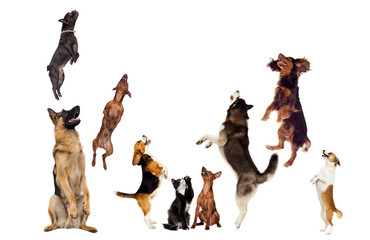 dog and cat looking up on a white background