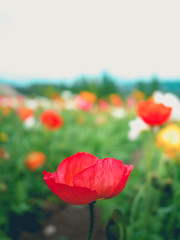 Obraz premium flower garden