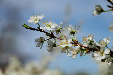 Spring flowers blooming in the garden with the other flowers bokeh background