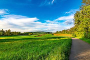 The path in the green fields with some trees, a blue sky and some few white clouds