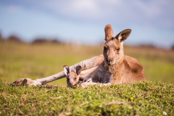 kangaroo in the grass