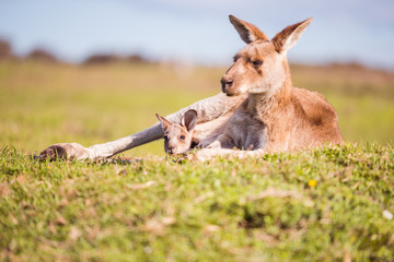 kangaroo in grass