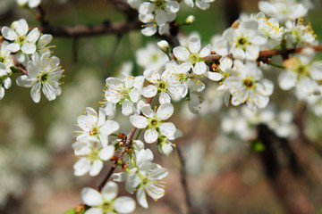 Spring flowers blooming in the garden with the other flowers bokeh background