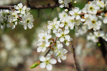 Spring flowers blooming in the garden with the other flowers bokeh background