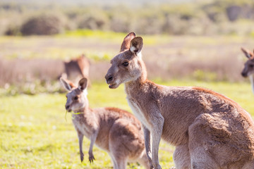 two kangaroos in the park