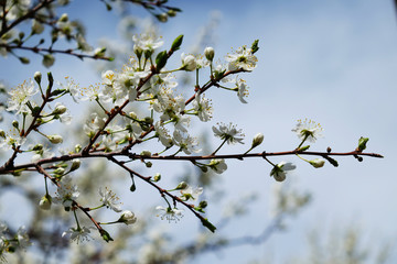 Spring flowers blooming in the garden with the other flowers bokeh background