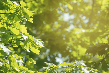 Oak green brunches in bright sunshine background toned