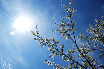 Cherry blossom trees in a park with a blue sky and the sun at the background