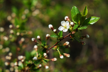 the only one flower between swollen green buds on a branch of a cherry tree.