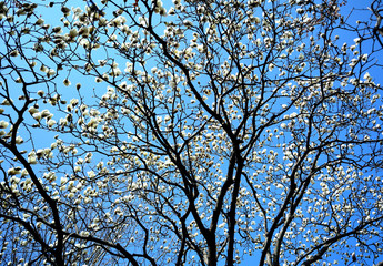 ハクモクレンの花が青空を背景にして咲く