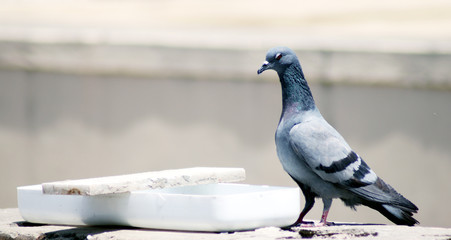 Thirsty pigeon near a pot for drink  water isolated