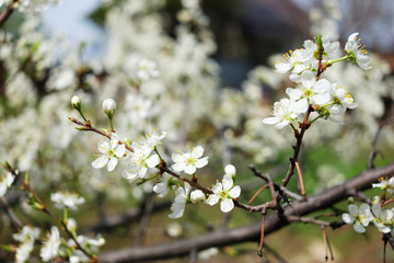 sakura blossom flower with huge garden on the background