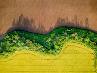 Yellow rapeseed field in bloom at spring