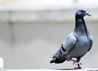 pigeon Bird Running On A Wall