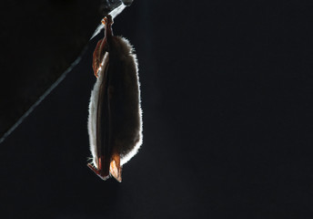 Close up strange animal Greater mouse-eared bat Myotis myotis hanging upside down on top of cold...