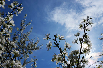 the only one flower between swollen green buds on a branch of a cherry tree.