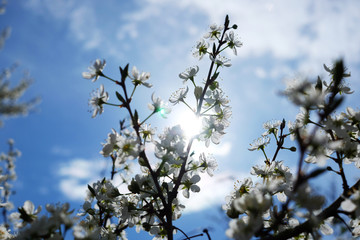 Beautiful cherry blossom sakura in spring time over blue sky.