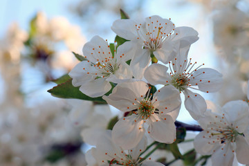 flowers of cherry tree