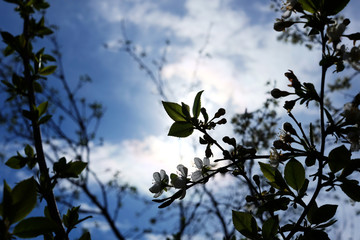 Beautiful cherry blossom sakura in spring time over blue sky.