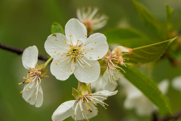 Cherry flower on the blurred green background. Macro