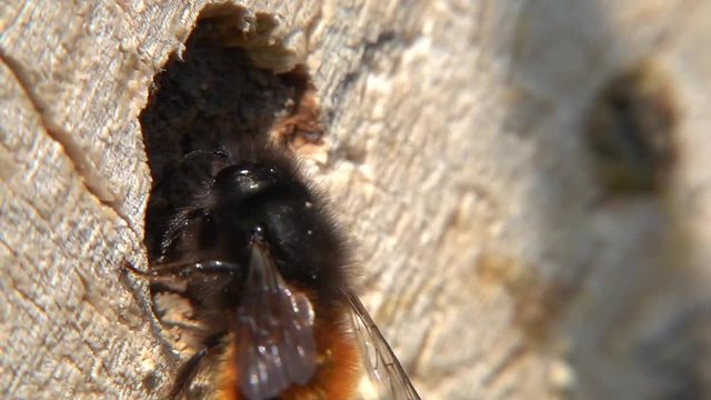 Wildbienen (Mauerbienen) am Bienenhotel