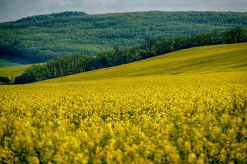 Yellow rapeseed field in bloom at spring