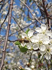 bee on a flower
