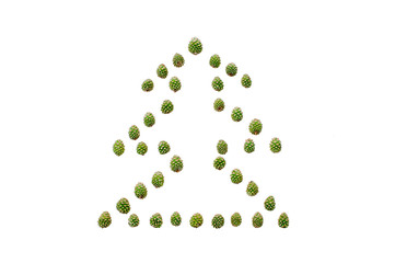 Young green pine cones lie in the form of spruce on a white background