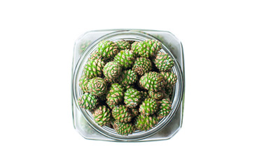 Young green pine cones in a glass jar on a white background
