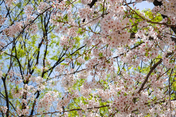 Pink sakura tree park in Tokyo city april winter