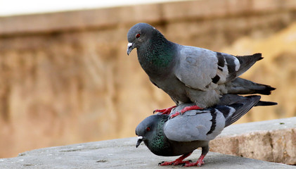 tow pigeon couple breeding on roof